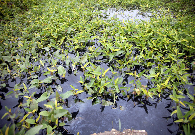 Hà Nội: Nước ô nhiễm nặng, bốc mùi nồng nặc vẫn phải bơm lên tưới cho hoa màu
